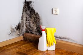 Best Attic Mold Removal  in Yerington, NV